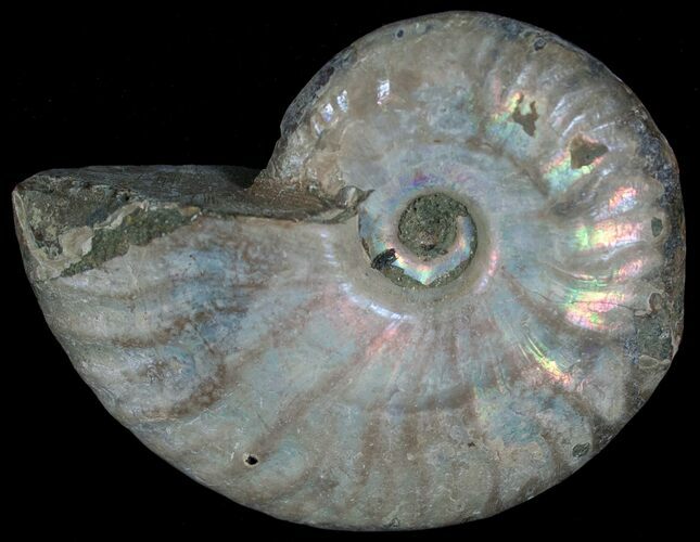 Silver Iridescent Ammonite - Madagascar #6857